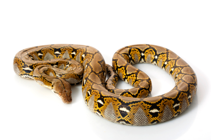 Reticulated Python For Sale, Reticulated Python For Sale Near Me, Reticulated Python For Sale Cheap, Reticulated Python For Sale Canada, Reticulated Python For Sale Europe